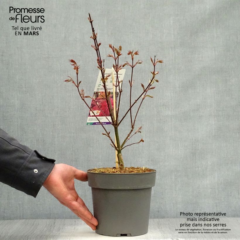 Acer palmatum Skeeters Broom - Japanese Maple sample as delivered in spring