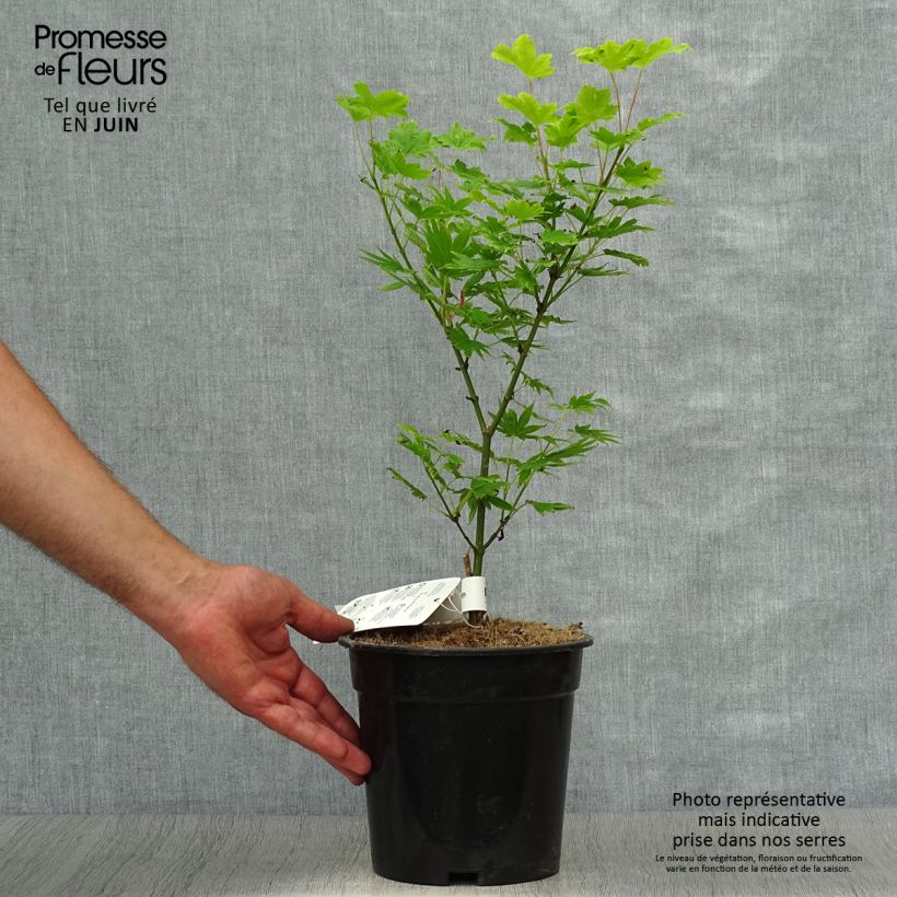 Acer palmatum Summer Gold - Japanese Maple 3L/4L pot sample as delivered in summer