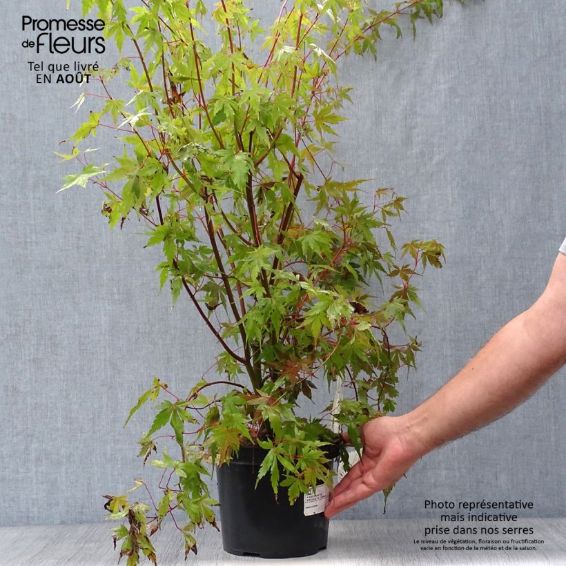 Acer palmatum - Japanese Maple 3L/4L pot sample as delivered in summer