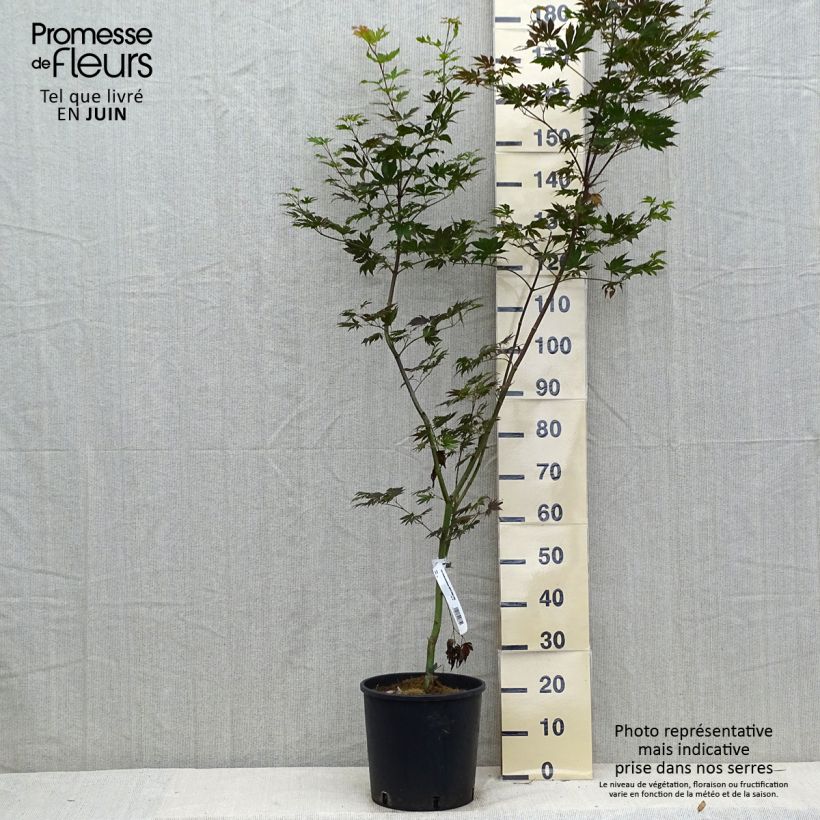 Acer pseudosieboldianum Ice Dragon - Maple 7.5L/10L pot sample as delivered in summer