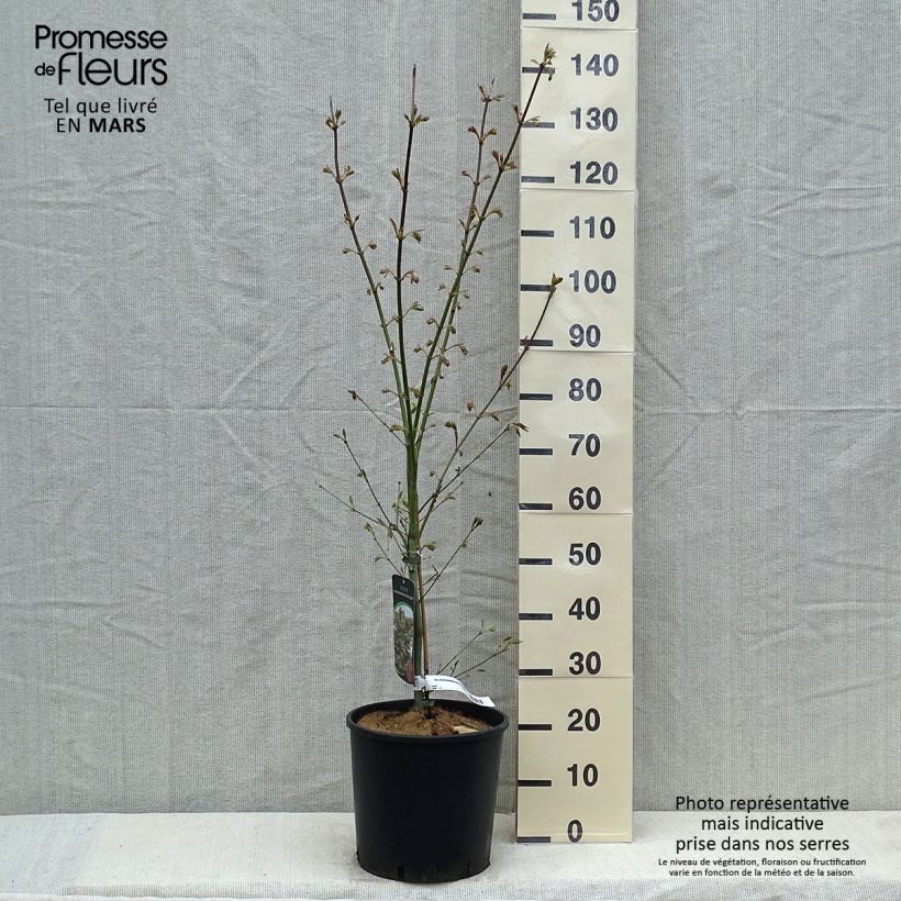 Acer pseudosieboldianum North Wind - Maple sample as delivered in spring