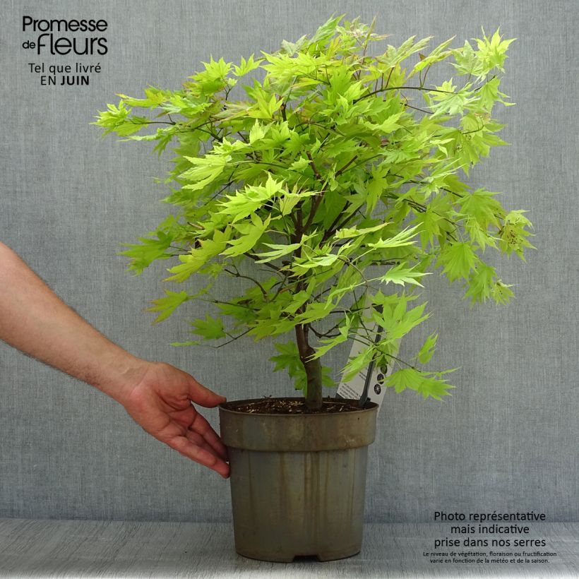 Acer shirasawanum Autumn moon - Japanese Maple 6L/7L pot sample as delivered in summer
