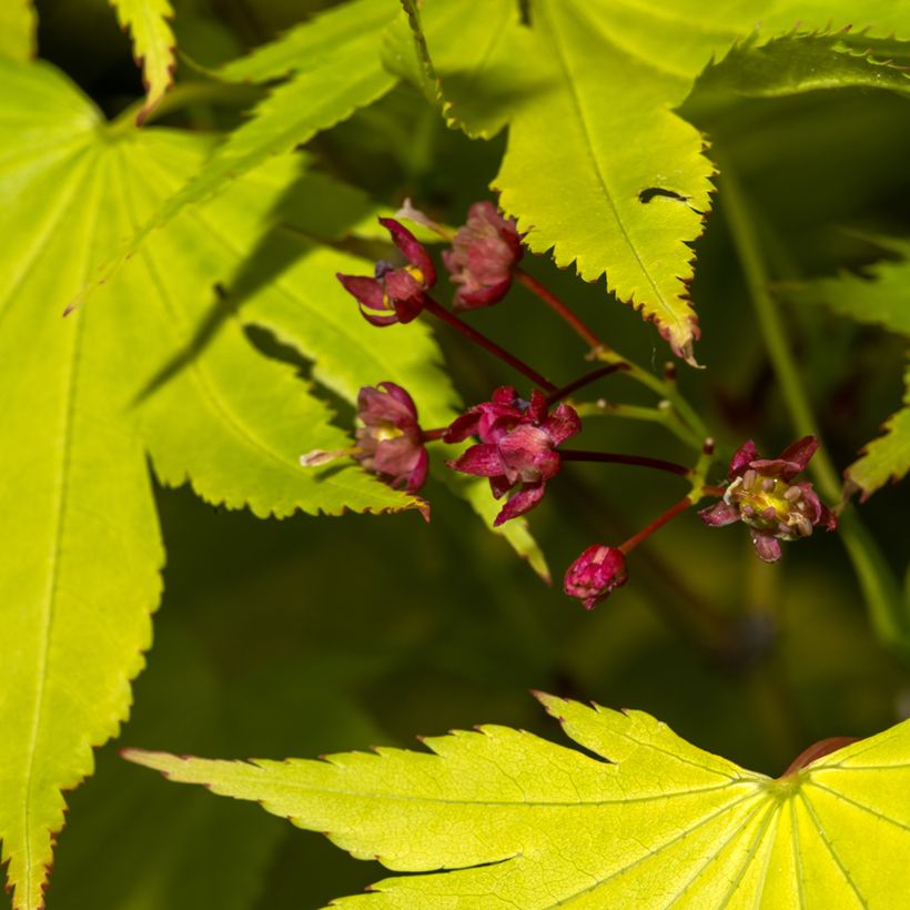 Acer shirasawanum Jordan - Japanese Maple (Flowering)