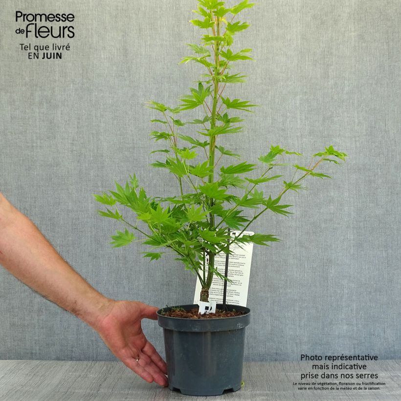 Acer shirasawanum Jordan - Japanese Maple 2L/3L pot sample as delivered in summer