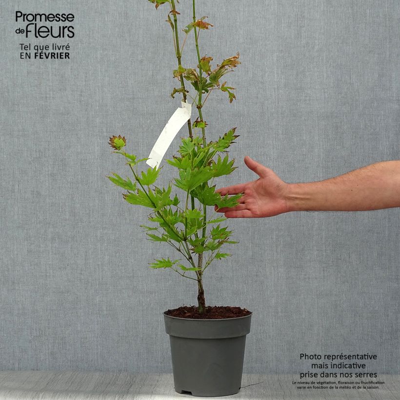 Acer shirasawanum Moonrise Munn001 - Japanese Maple 6L/7L pot sample as delivered in autumn