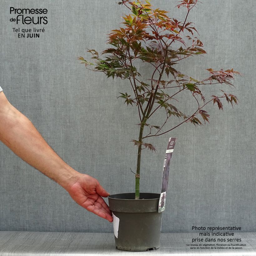 Acer palmatum Black Lace - Japanese Maple 2L/3L pot sample as delivered in summer