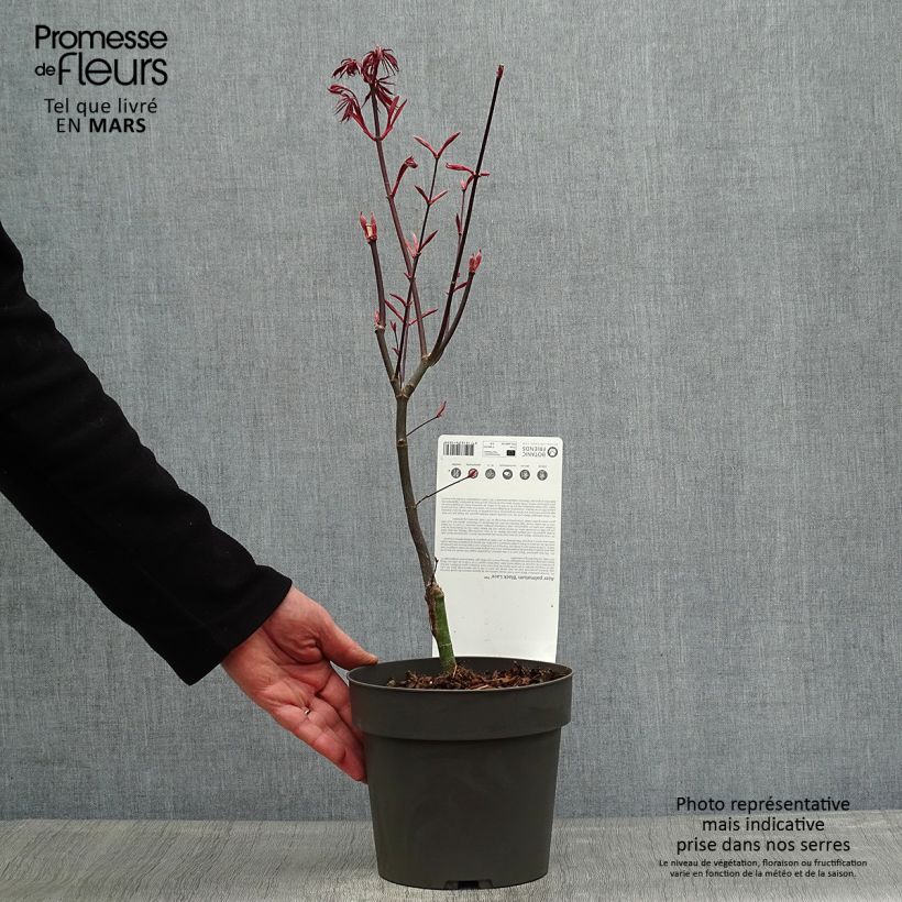 Acer palmatum Black Lace - Japanese Maple sample as delivered in spring