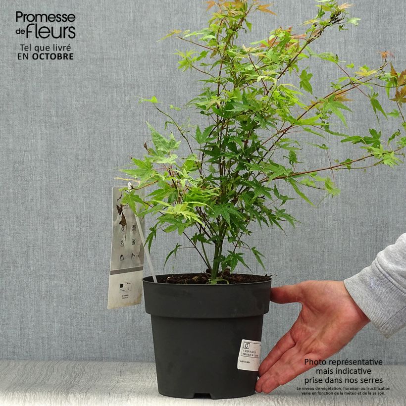 Acer palmatum Phoenix - Japanese Maple 2L/3L pot sample as delivered in autumn
