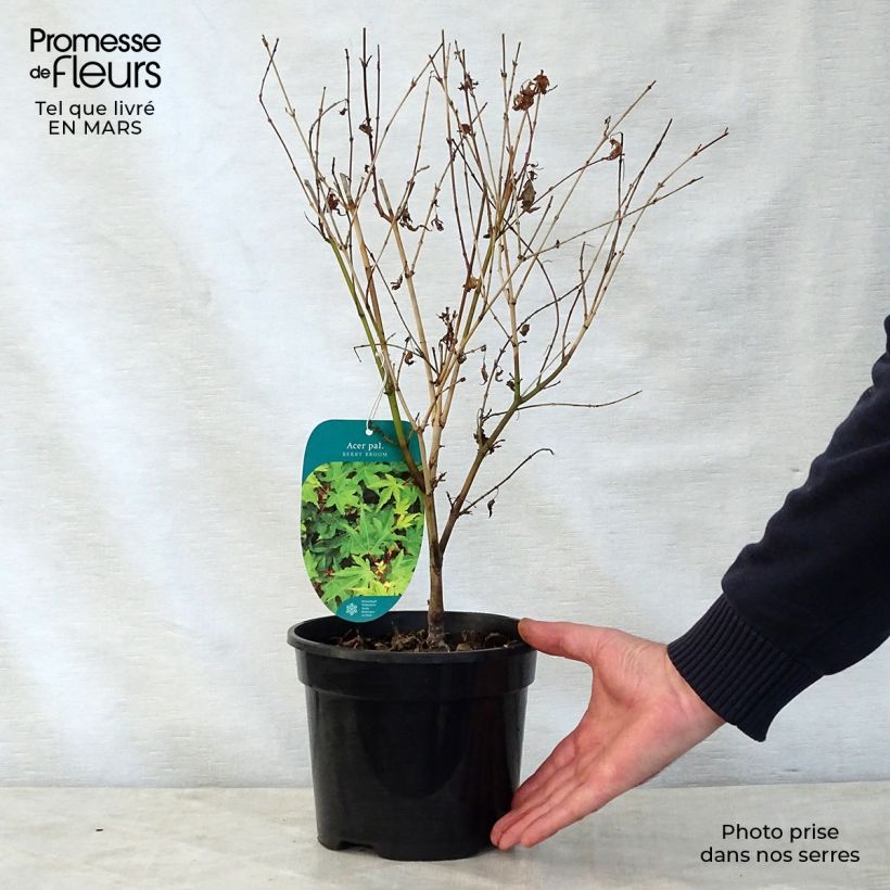 Acer palmatum Berry Broom - Japanese Maple sample as delivered in spring