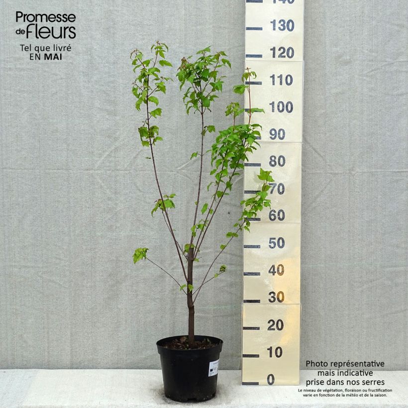 Acer tataricum subsp. ginnala - Maple 4L/5L pot sample as delivered in spring