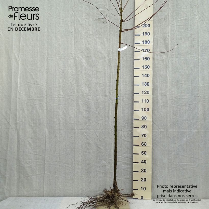 Acer tataricum subsp. ginnala - Maple Bare root sample as delivered in winter