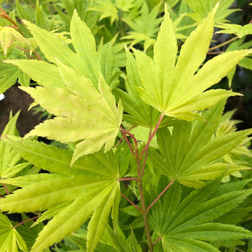 Acer palmatum Summer Gold - Japanese Maple (Foliage)
