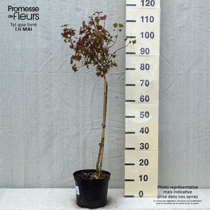Acer Ample Surprise - Maple 4L/5L pot sample as delivered in spring