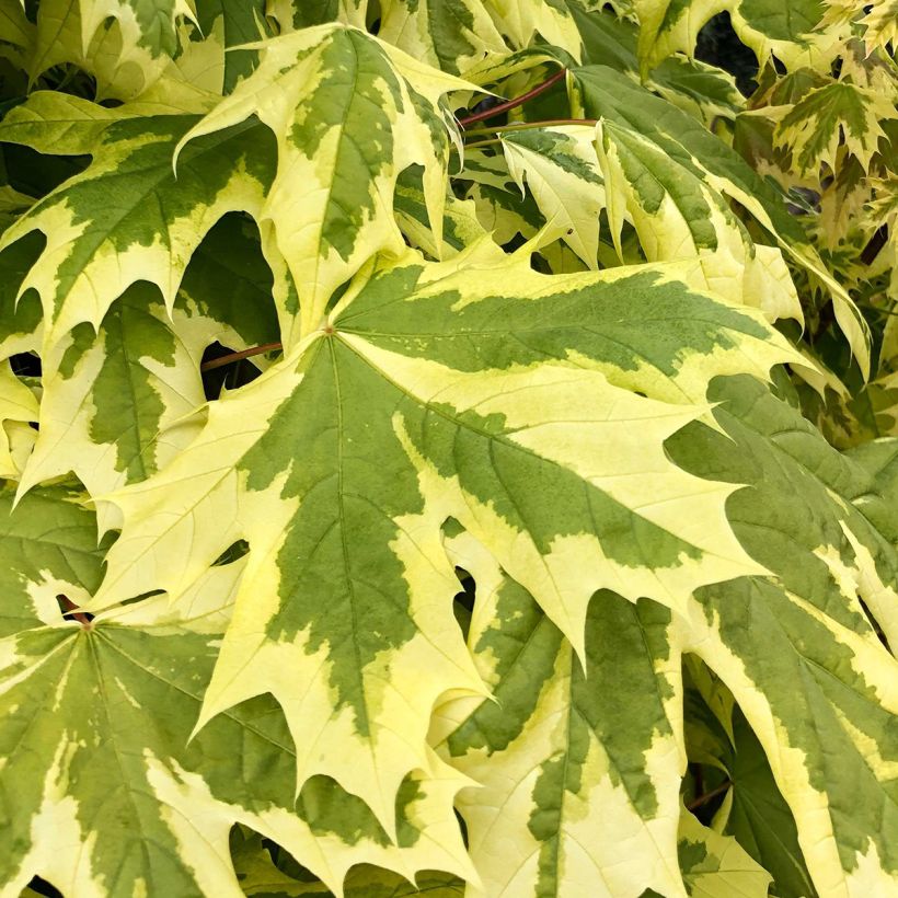 Acer platanoides Drummondii - Maple (Foliage)