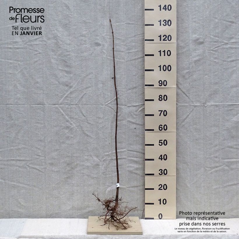 Acer pseudoplatanus - Maple Bare root sample as delivered in winter