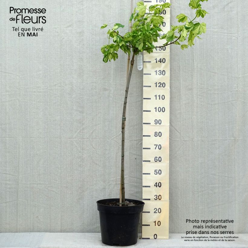 Acer pseudoplatanus Leopoldii - Maple 20L/25L pot sample as delivered in spring