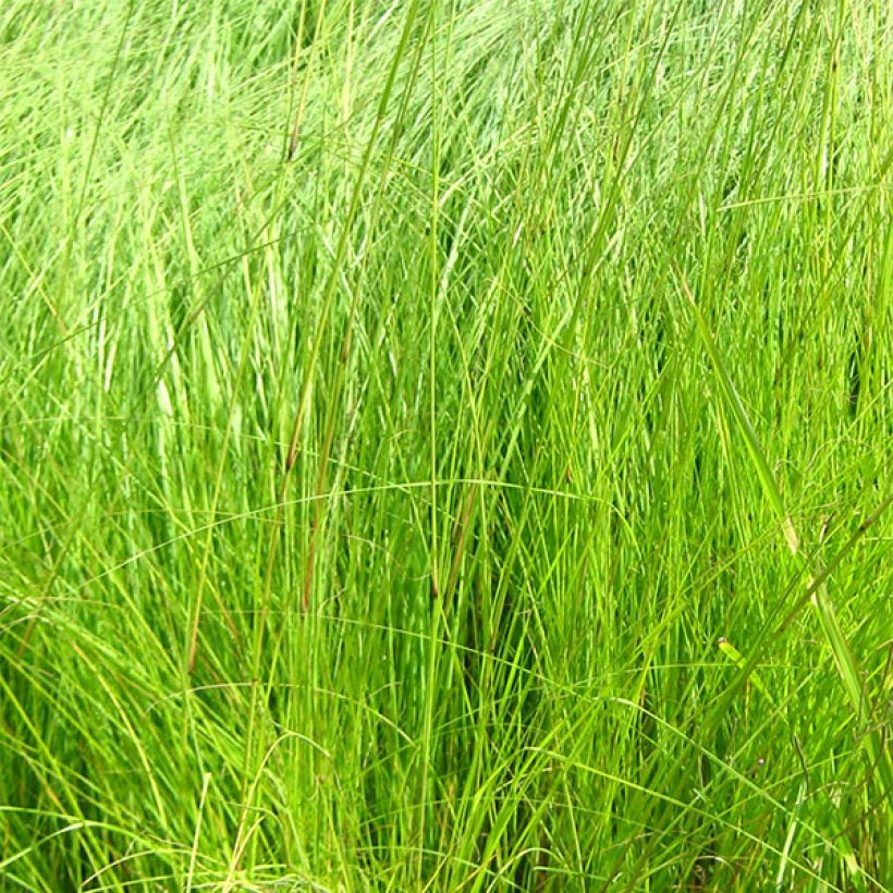 Eragrostis curvula (Foliage)