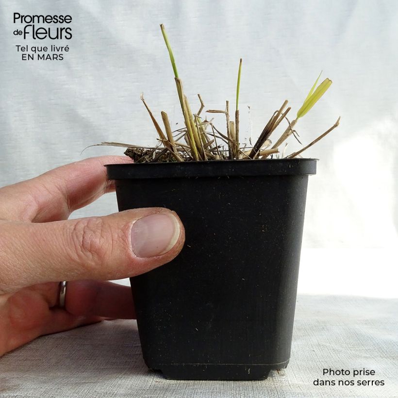 Eragrostis spectabilis Great Plains sample as delivered in spring