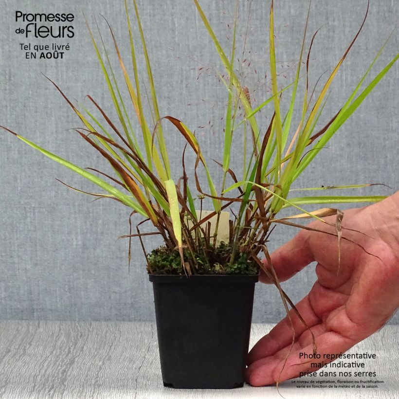 Eragrostis spectabilis Great Plains 8/9 cm pot sample as delivered in summer