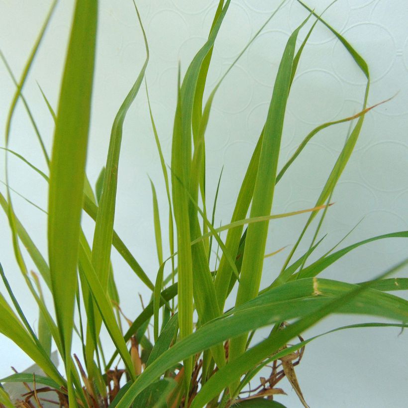 Eragrostis spectabilis (Foliage)