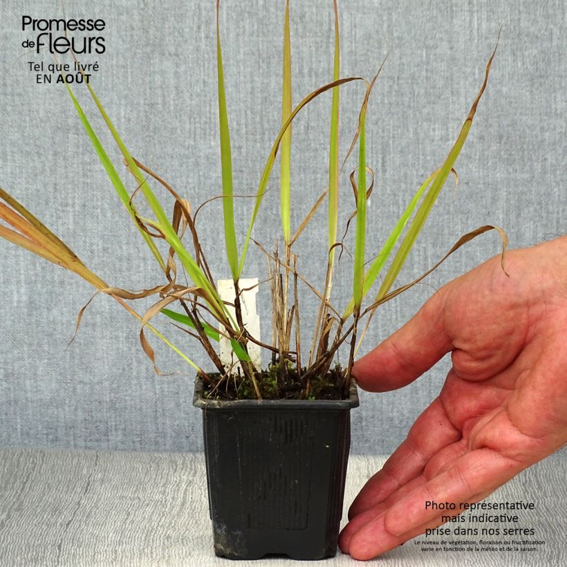 Eragrostis spectabilis 8/9 cm pot sample as delivered in summer