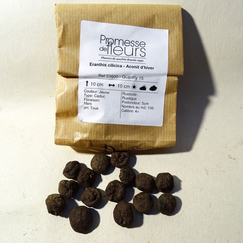 Example of Eranthis cilicica Bulb size 4+ specimen as delivered
