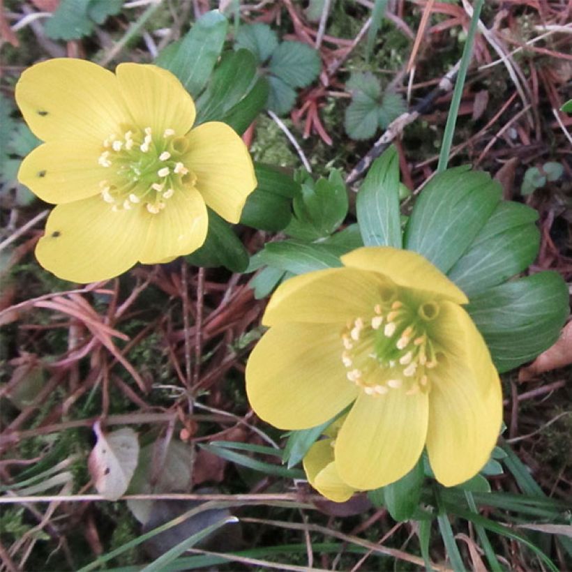 Eranthis hyemalis Schwefelglanz (Flowering)