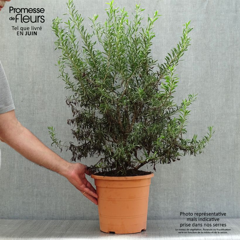 Eremophila maculata Aurea 7.5L/10L pot sample as delivered in summer