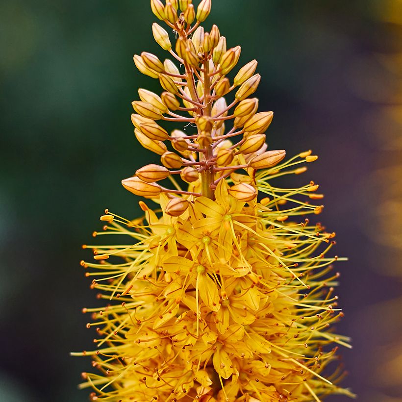 Eremurus Brun - Foxtail Lily (Flowering)