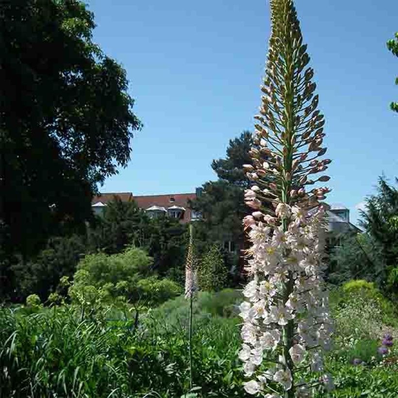 Eremurus Joanna - Foxtail Lily (Flowering)