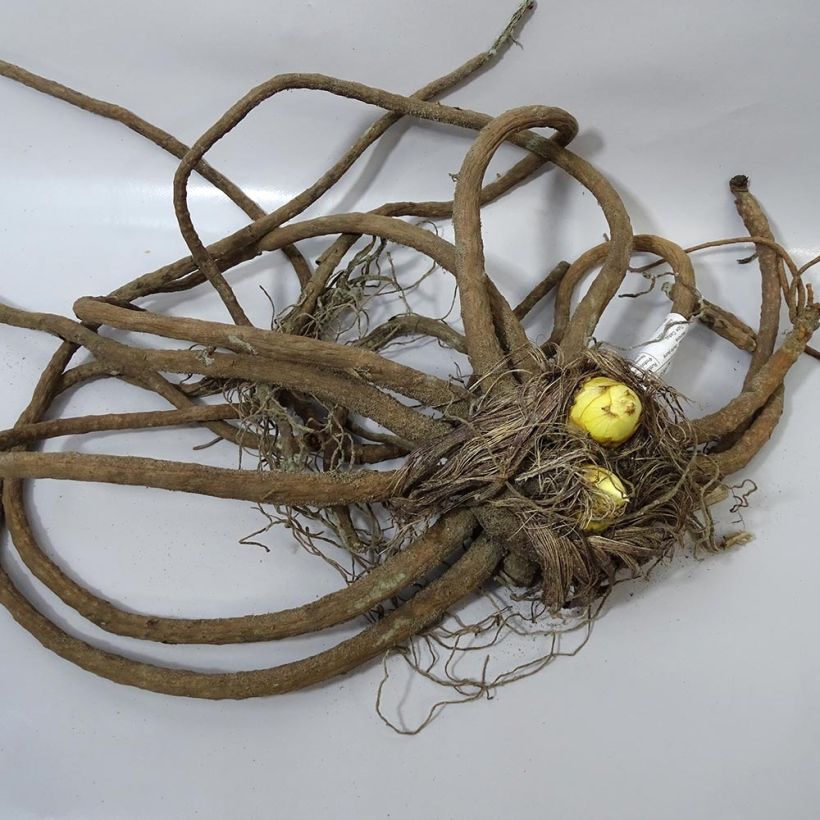 Example of Eremurus stenophyllus Moneymaker - Foxtail Lily Bulb size I specimen as delivered