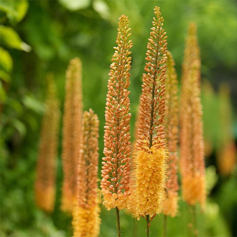 Eremurus isabellinus Pinokkio - Foxtail Lily (Flowering)