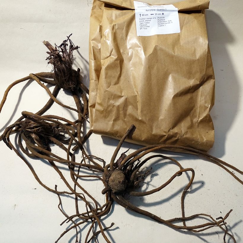 Example of Eremurus isabellinus Pinokkio - Foxtail Lily Bulb size I specimen as delivered