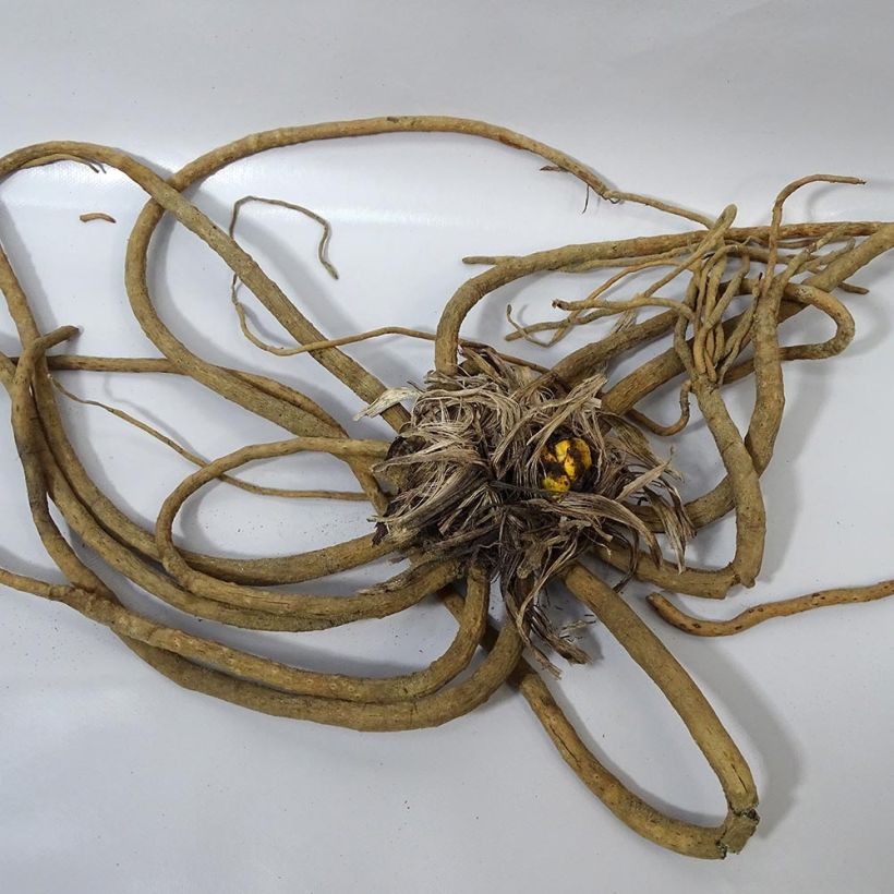 Example of Eremurus Romance - Foxtail Lily Bulb size I specimen as delivered