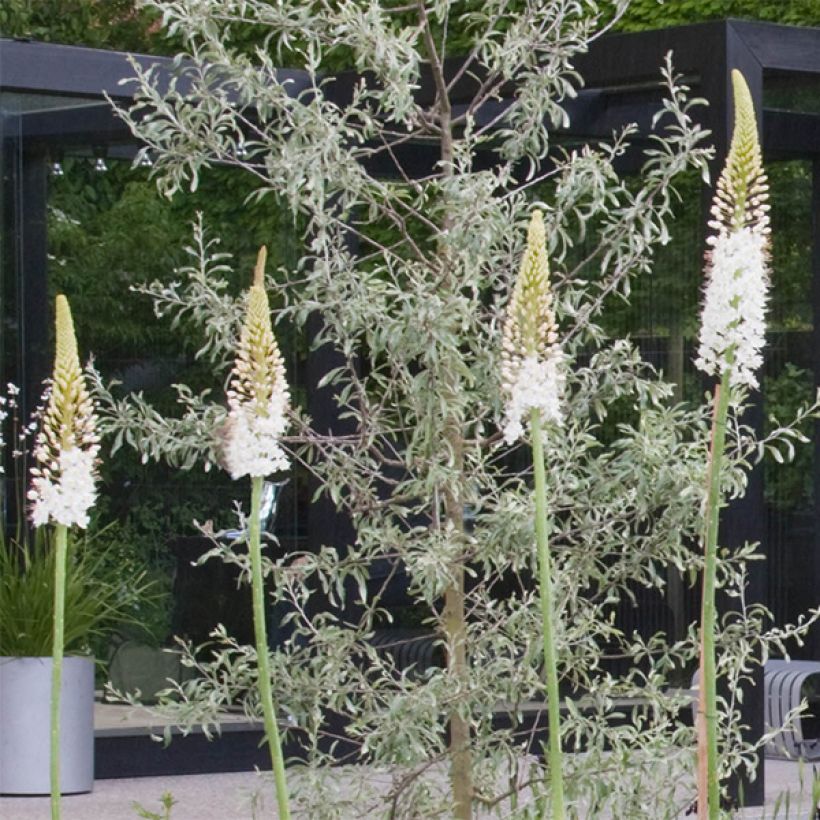 Eremurus White Beauty Favourite - Foxtail Lily (Flowering)