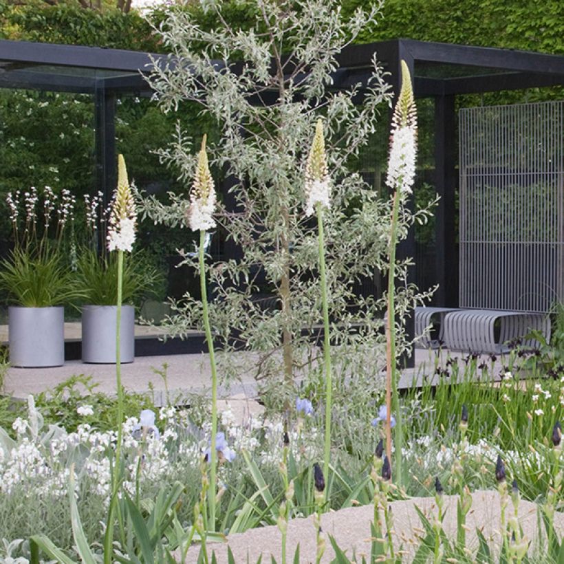 Eremurus White Beauty Favourite - Foxtail Lily (Plant habit)