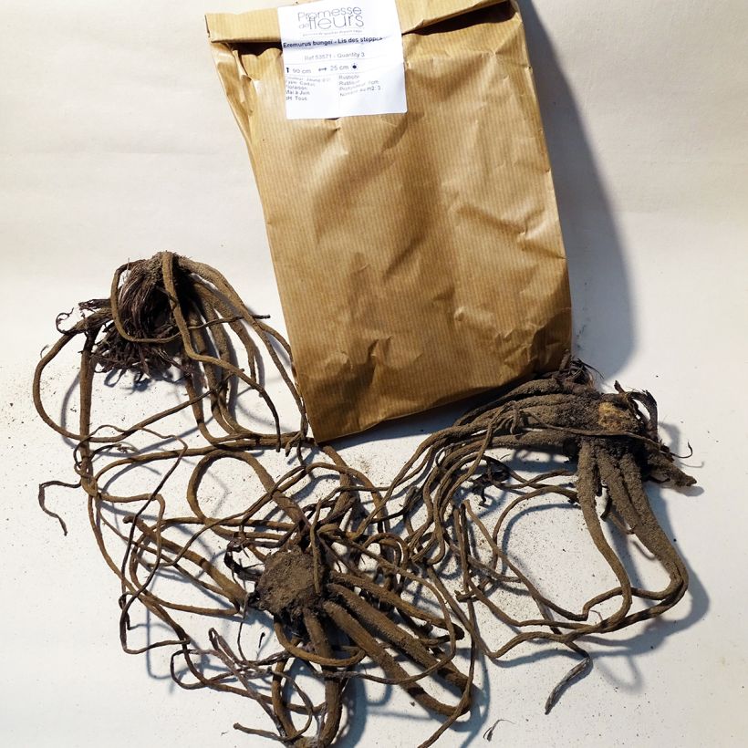 Example of Eremurus bungei - Foxtail Lily Bulb size I specimen as delivered