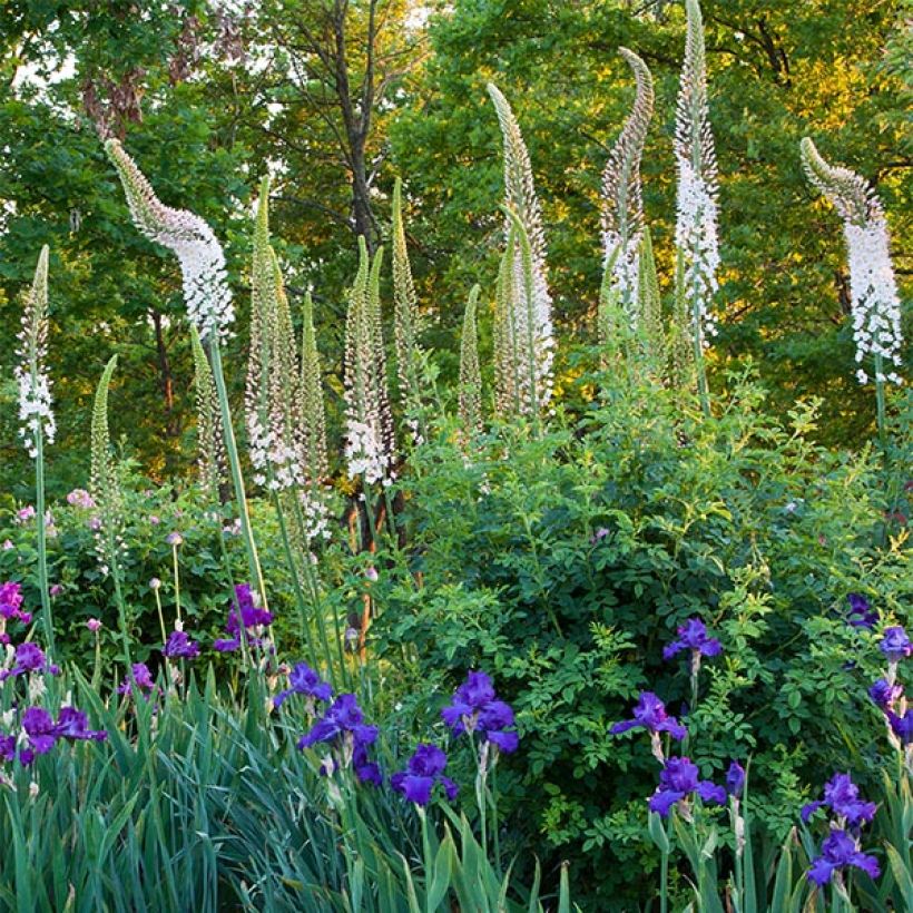 Eremurus himalaïcus - Foxtail Lily (Flowering)