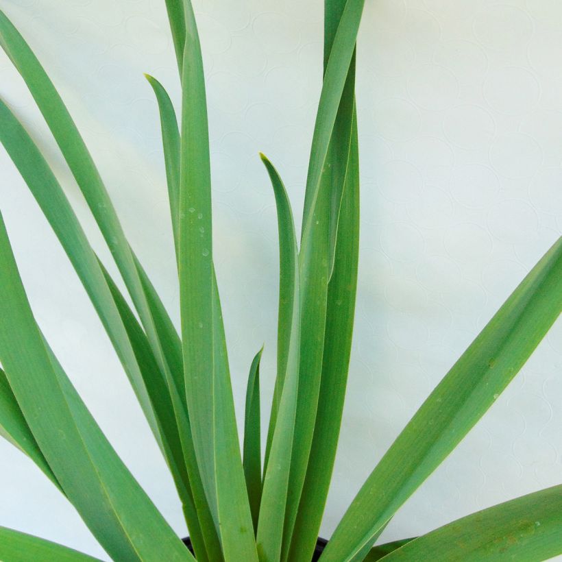 Eremurus himalaïcus - Foxtail Lily (Foliage)