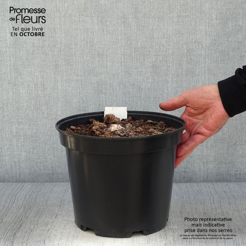 Eremurus himalaïcus - Foxtail Lily 7.5L/10L pot sample as delivered in autumn