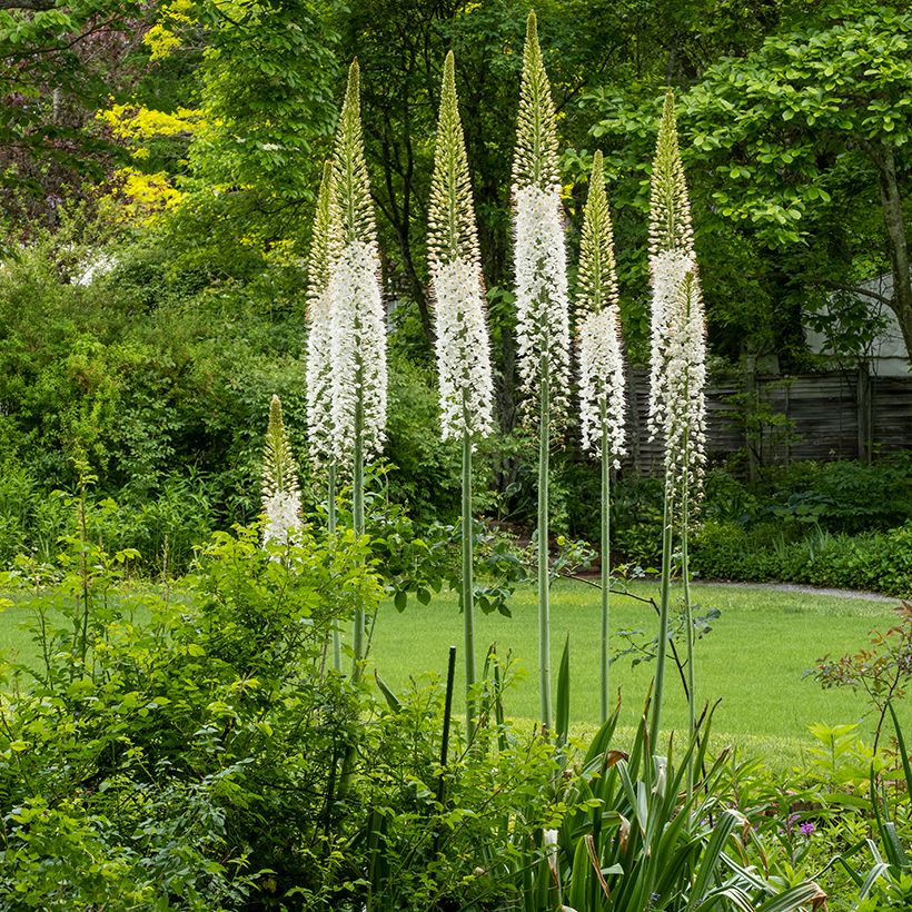 Eremurus himalaïcus - Foxtail Lily (Plant habit)