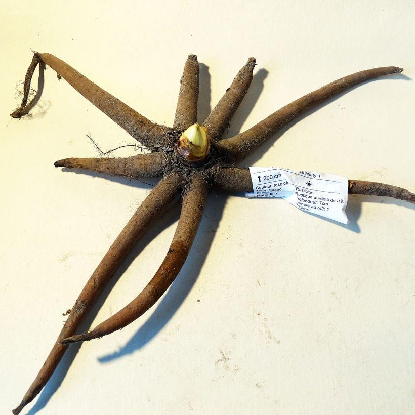 Example of Eremurus robustus - Foxtail Lily Bulb size I specimen as delivered