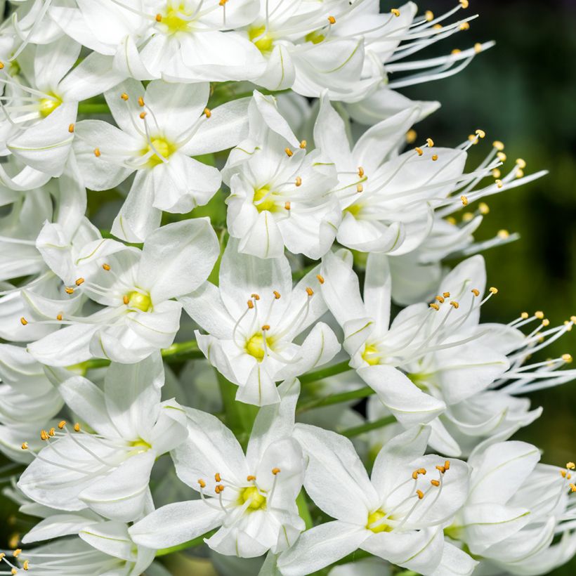 Eremurus robustus - Foxtail Lily (Flowering)