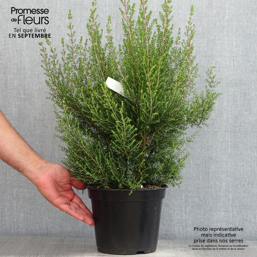 Erica canaliculata - Heath 4L/5L pot sample as delivered in summer