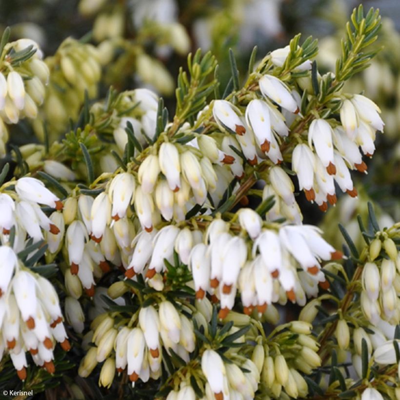 Erica carnea Isabell - Winter Heath (Flowering)