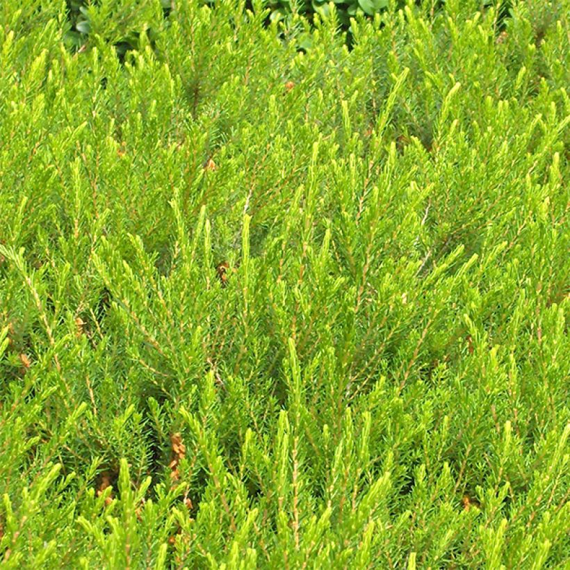 Snow heather - Erica carnea Jenny Porter (Foliage)