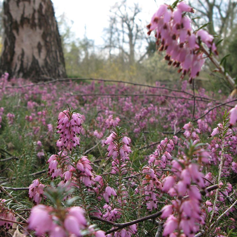 Snow heather - Erica carnea Jenny Porter (Flowering)