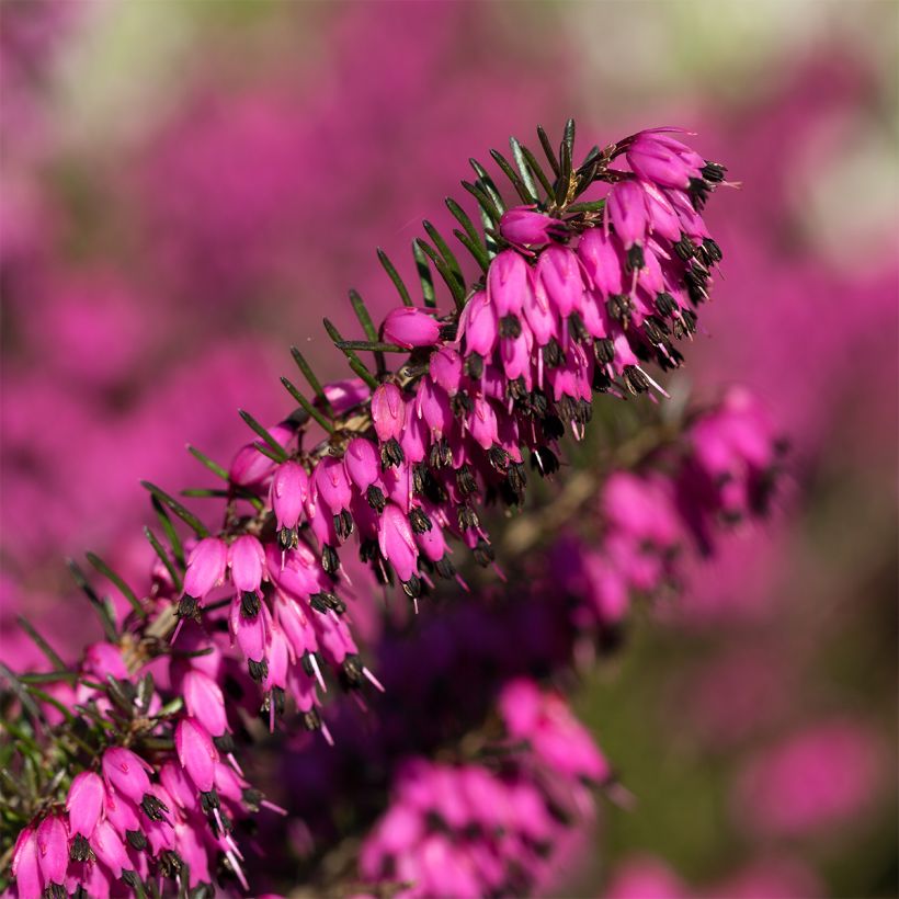 Erica carnea Myretoun Ruby - Winter Heath (Flowering)