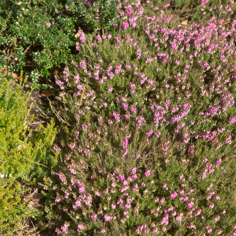 Erica carnea Myretoun Ruby - Winter Heath (Plant habit)