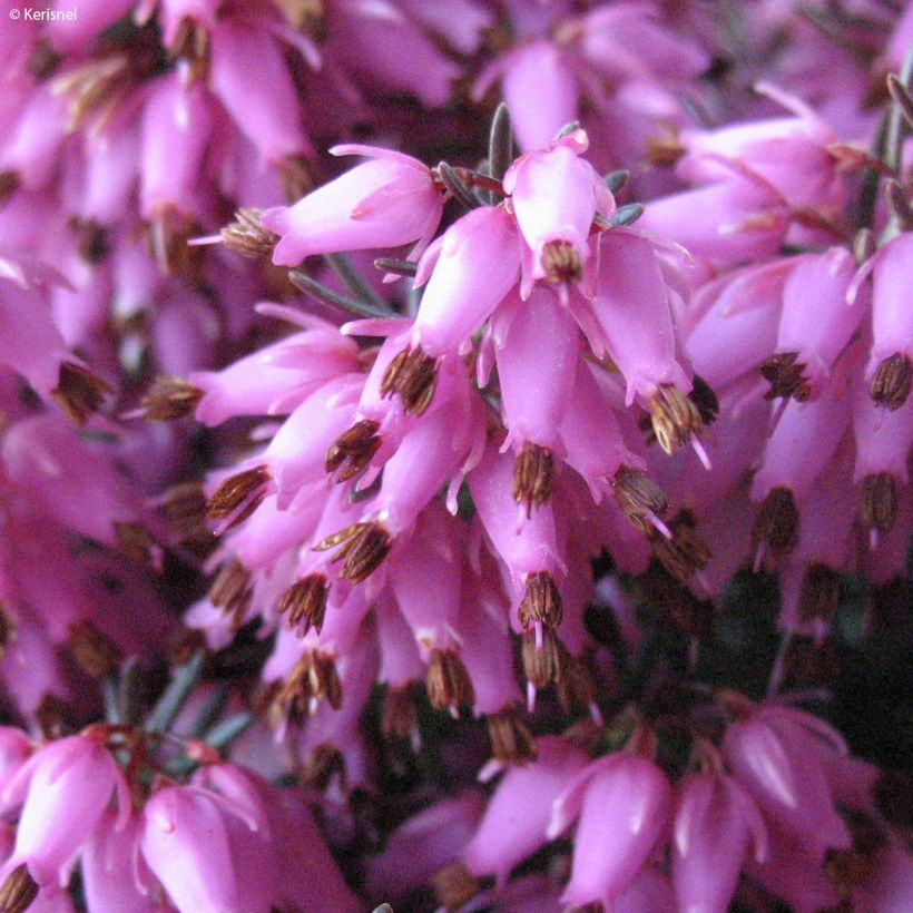 Erica carnea Rosalie - Winter Heath (Flowering)